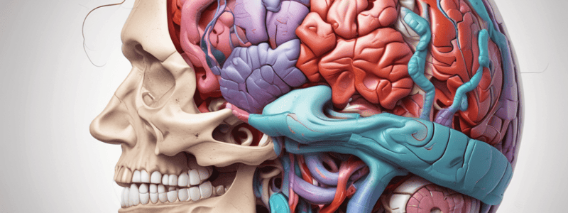 Meninges