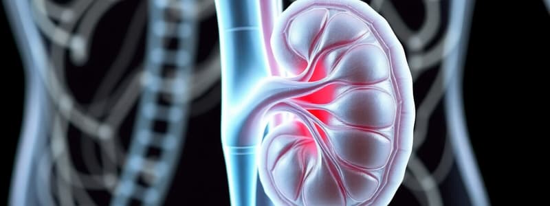 Kidney Structures and Nephron Function