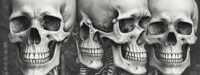 Skull Anatomy and Structure