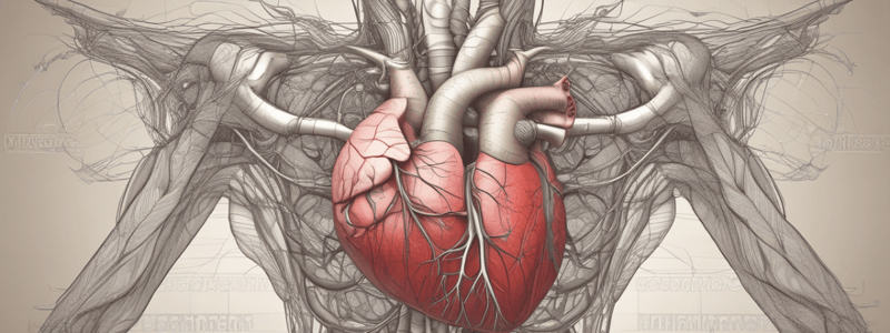 Anatomía del Músculo Cardiaco