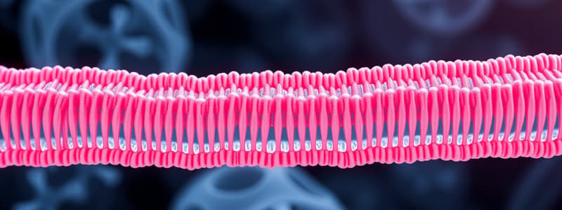 Migrazione nei Canali - Quiz di Biologia Cellulare