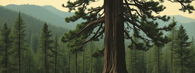 Hemlock Tree Home on a Mountain