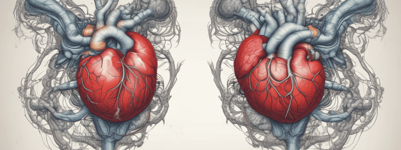 Heart Development and Septum Formation