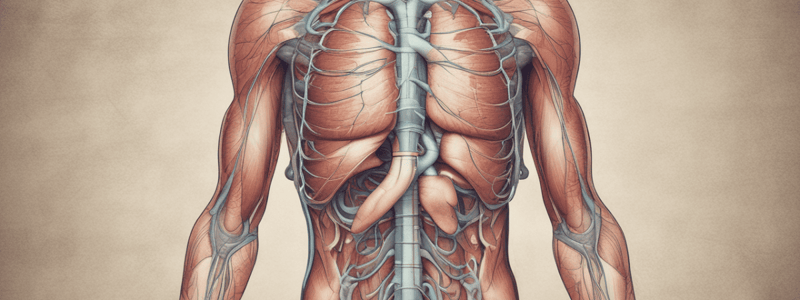 Respiratory System: Structure, Function, and Physiology