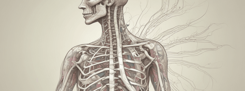 Anatomy Chapter 21: Peripheral Nervous System