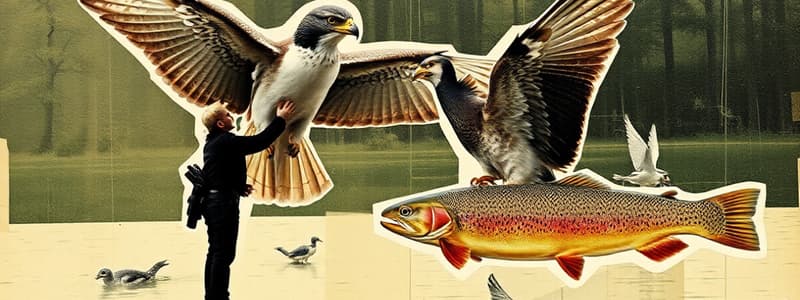 Falcon Observation and Trout Fishing