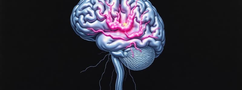 Central Nervous System Overview