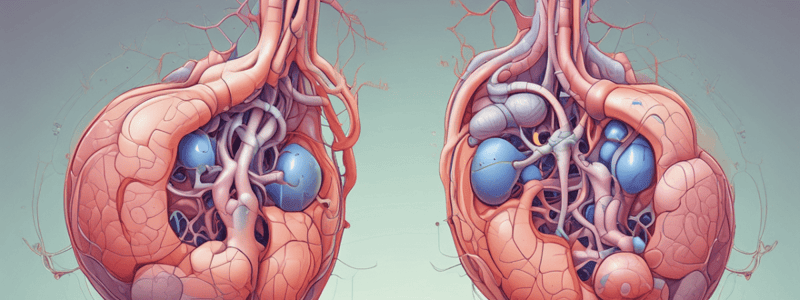 Glomerulus Structure and Function ch4 3