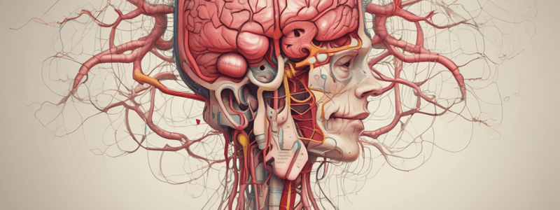 Cerebrovascular System and Metabolic Activity