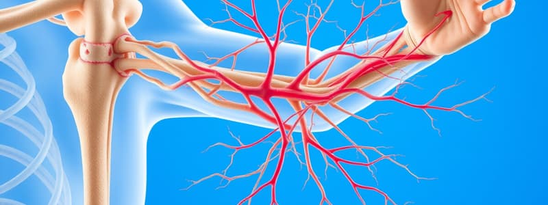 OT 505 Peripheral Nervous System Review