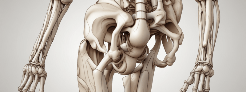 Anatomy of Synovial Joints