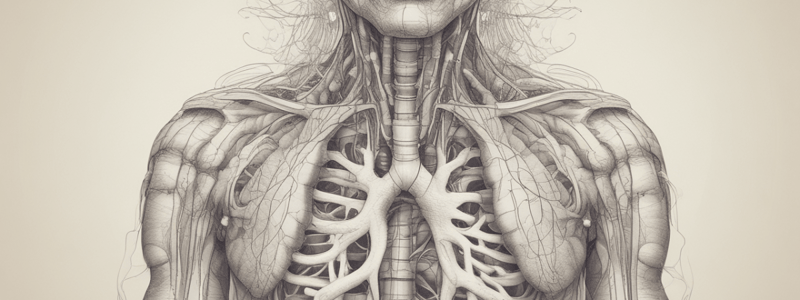 Biology Chapter 14 - Respiratory System: Movement of Air and Gas Exchange