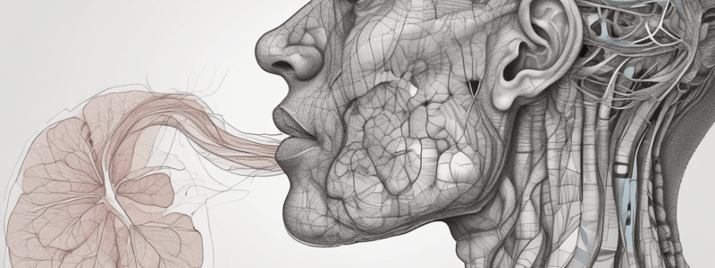 Anatomía del Aparato Respiratorio