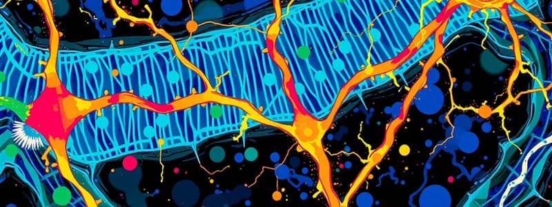 Neuronal Membrane Channels & Cytoskeleton