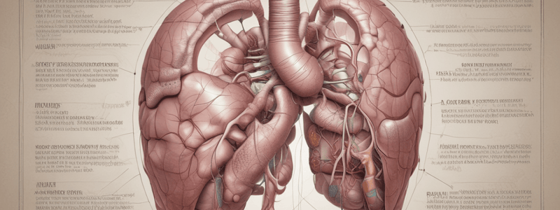 Lóbulo de Riedel: Anatomía Hepática