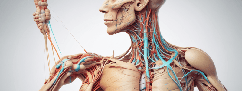 Musculocutaneous and Radial Nerve Anatomy