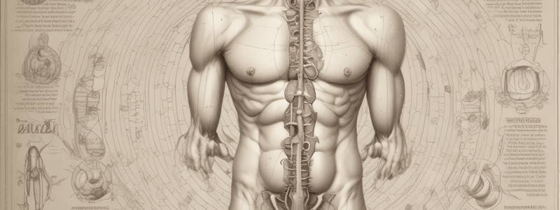 Male Reproductive System