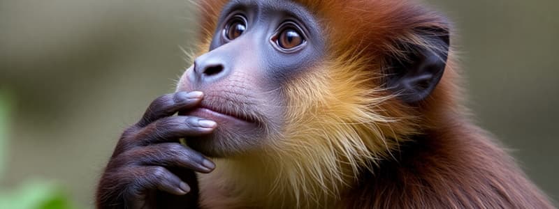 Primatology Overview