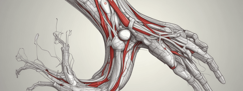 Vasculature of the Lower Limb