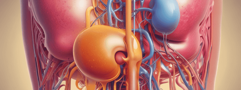 Urinary System Functions and Disorders Quiz