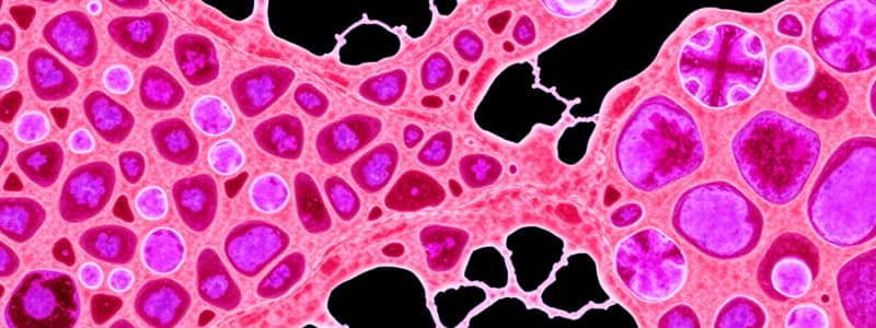 Connective Tissue Overview and Components