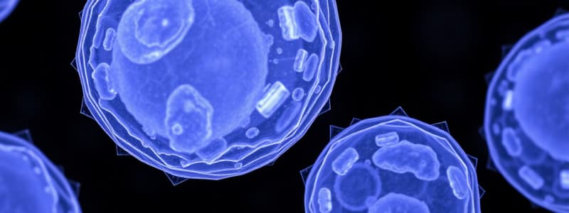 Cell Cycle Quiz: Interphase and Mitosis