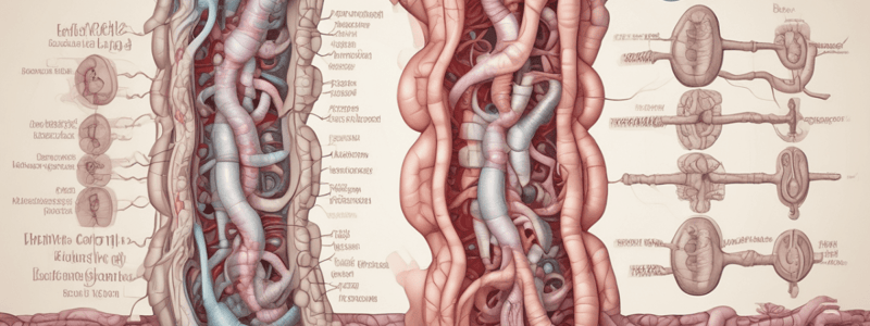 Gastrointestinal Tract Functions Quiz