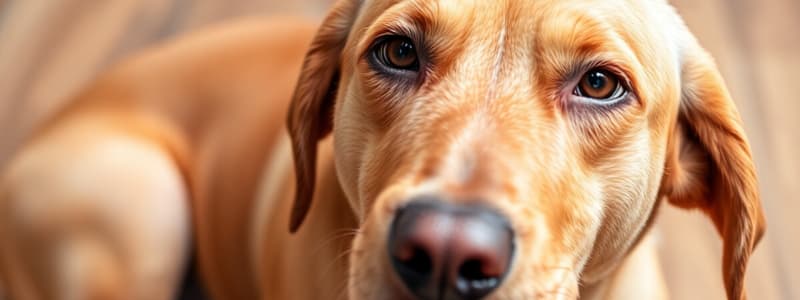 Canine Hypersensitivity Disorders Quiz