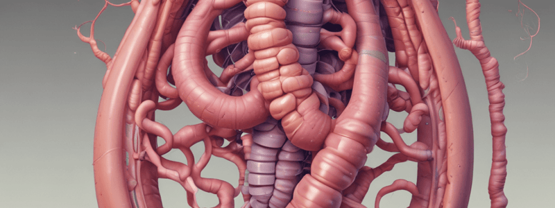 Anatomía del Intestino Delgado