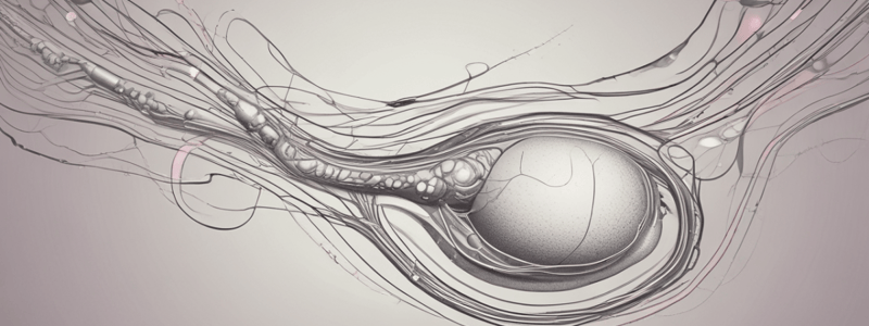 Male Reproductive System: Testes Functions