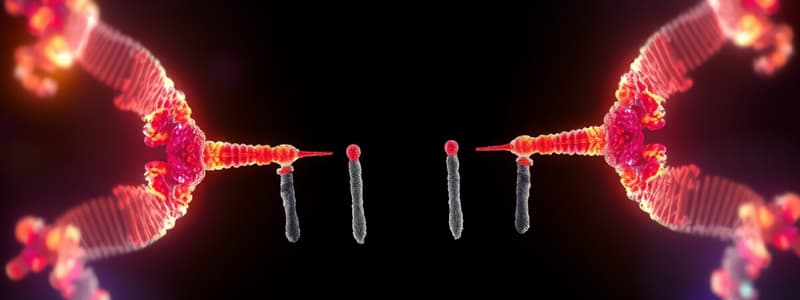 Metaphase Chromosomes Characteristics