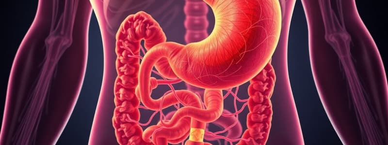 Gastrointestinal System Overview