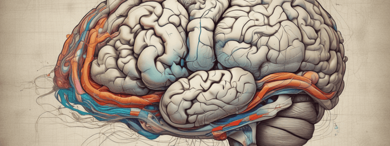 Prefrontal Cortex and Motor Pathways Anatomy