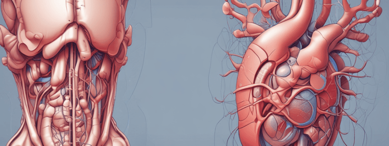 Bases Morfofuncionais II: Renal Anatomy