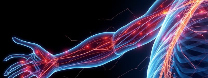 Skeletal Muscle Reflexes and Arc Components