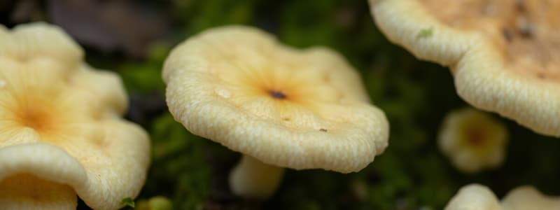 Overview of Fungi