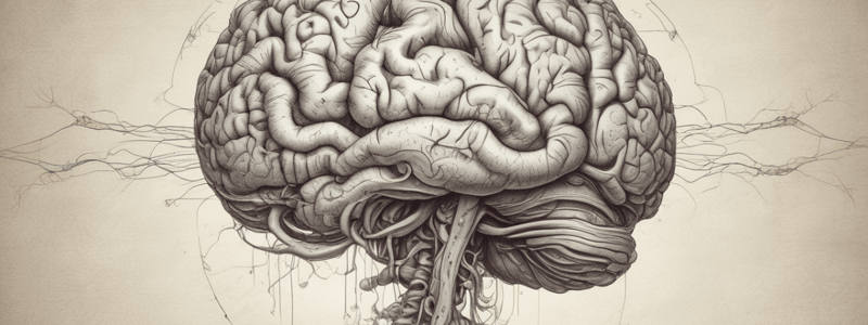 Human Brain Structure and Functions