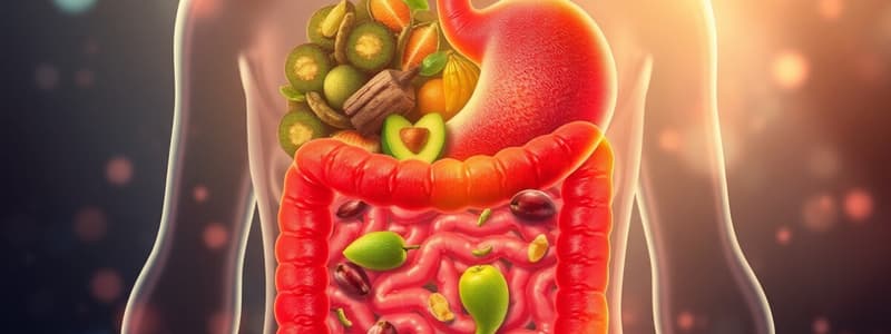 Digestive System Overview