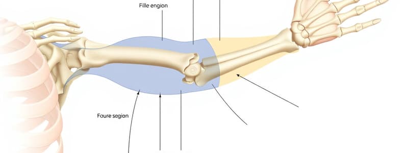 Anatomical Terminology Quiz: Upper Extremity