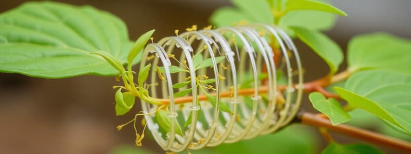 Estructura y Función de las Plantas