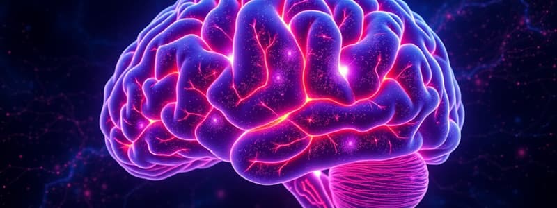 Cerebellum and Brainstem Functions