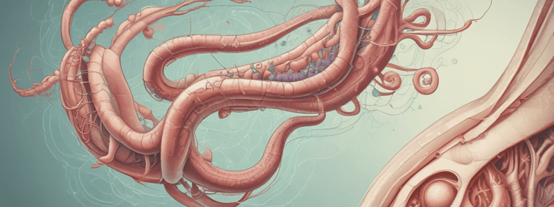 Development of the Extrahepatic Biliary System