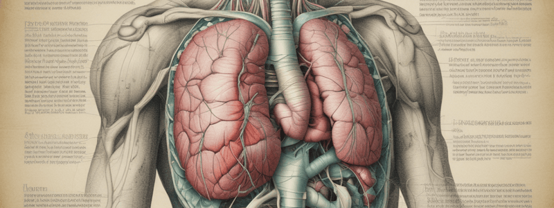 Anatomie II - Chapitre 2 : La Région Rétropéritonéale