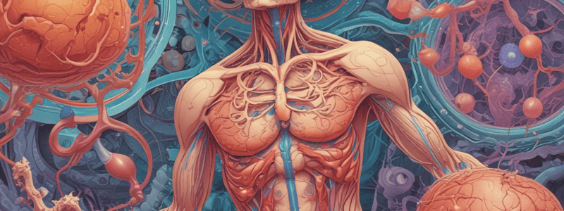 Lymphatisches System