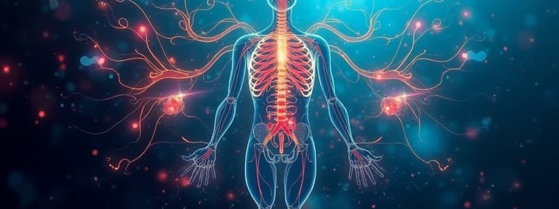 Endocrine System Overview