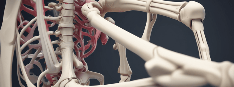 Chapter 8: The Appendicular Skeleton - Lower Limb & Foot Quiz