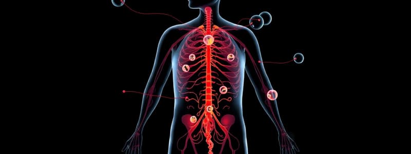 Endocrine System Overview