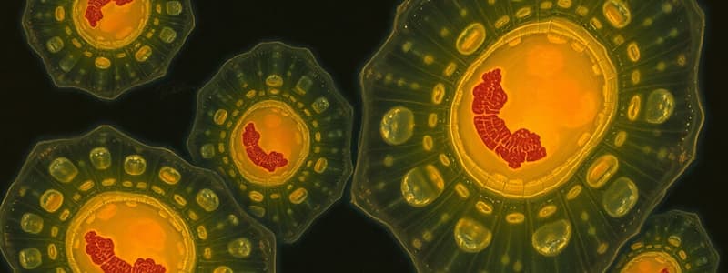 Eukaryotic Cells Overview