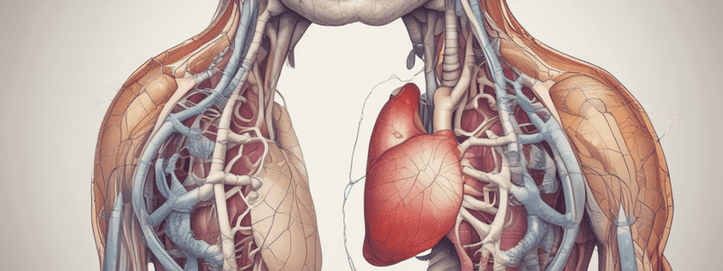 Biology Lecture 14: The Respiratory System