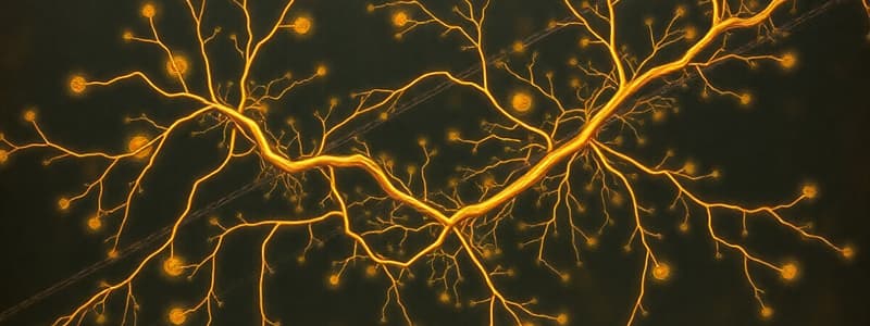 Mecanismos Neuromusculares Periféricos y Centrales